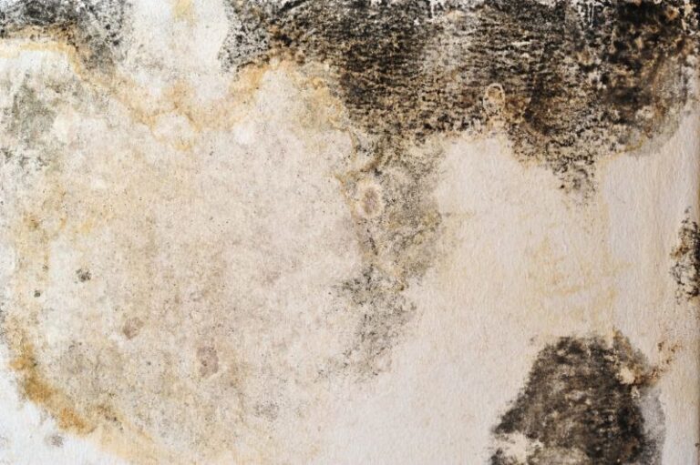 Mold and mildew